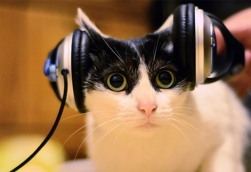 Mačka pustila preglasnu glazbu, intervenirala policija
