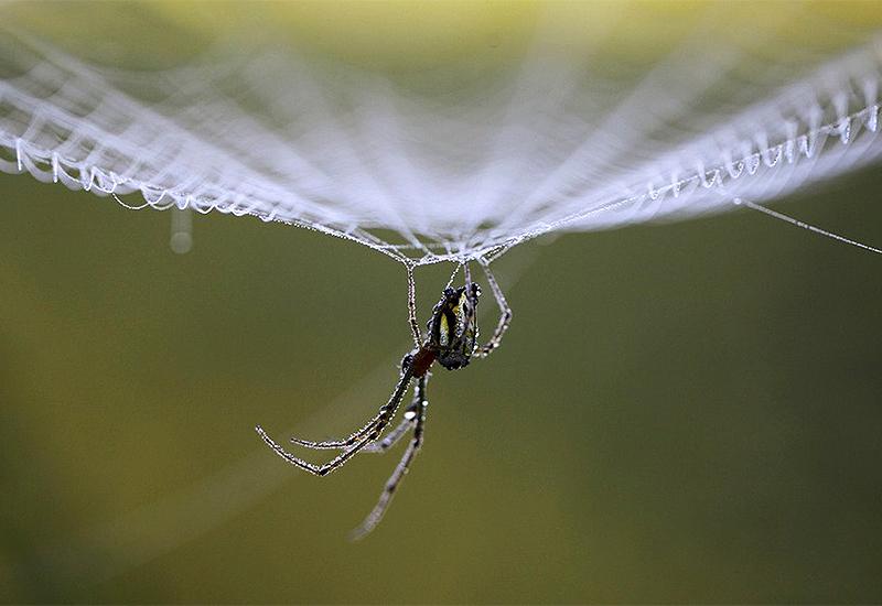 Kako spriječiti da vam ove jeseni pauci ulaze u dom