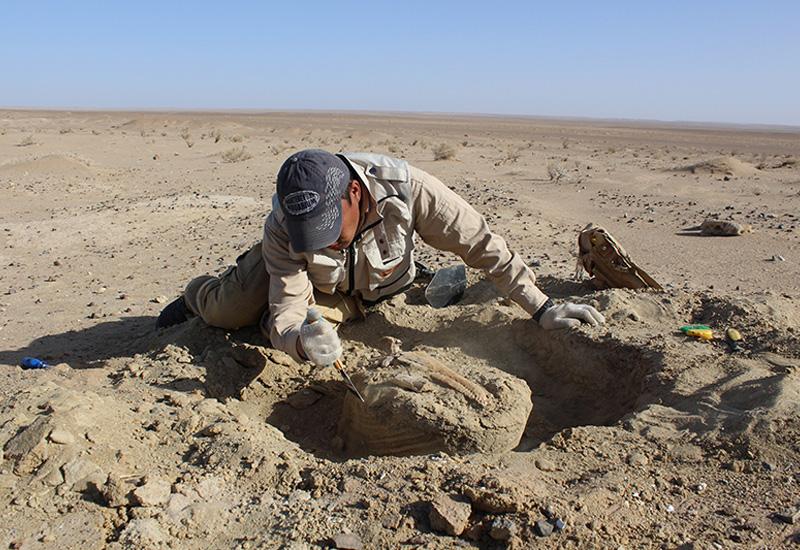 Pronađena divovska bedrena kost dinosaura 