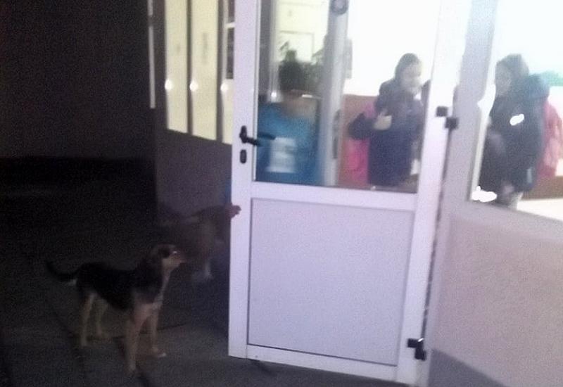 Psi se skupljaju oko škole, što plaši učenike - Psi lutalice plaše školarce u Rodoču