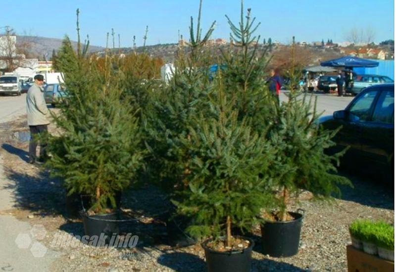 Božićna drvca prodaju se u Čapljini po cijeni od 20 do 40 KM - 