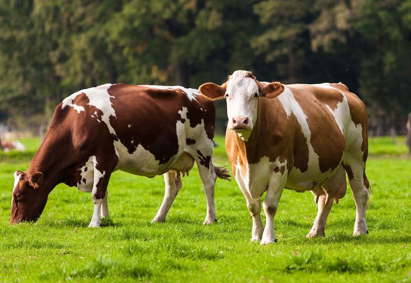 Krave - neprijateljce klime: Kako ih spriječiti da emitiraju toliko metana?