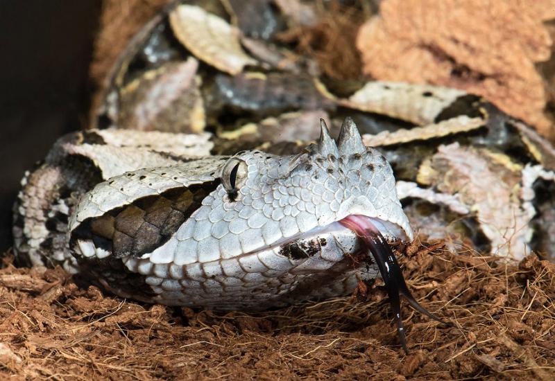 Usred Beča zmija s najdužim otrovnim zubima na svijetu