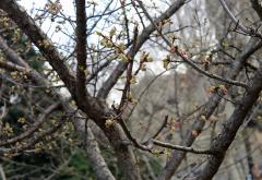 Mostar: U siječnju procvala japanska trešnja i 'rodila' maslina