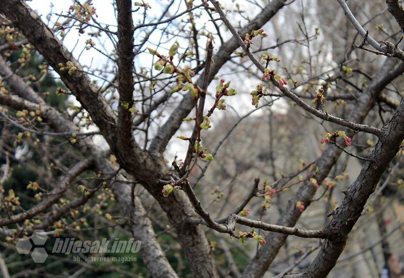 Mostar: U siječnju procvala japanska trešnja i 'rodila' maslina