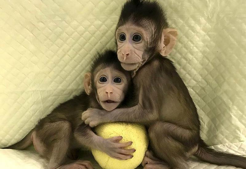 Kinezi klonirali majmune