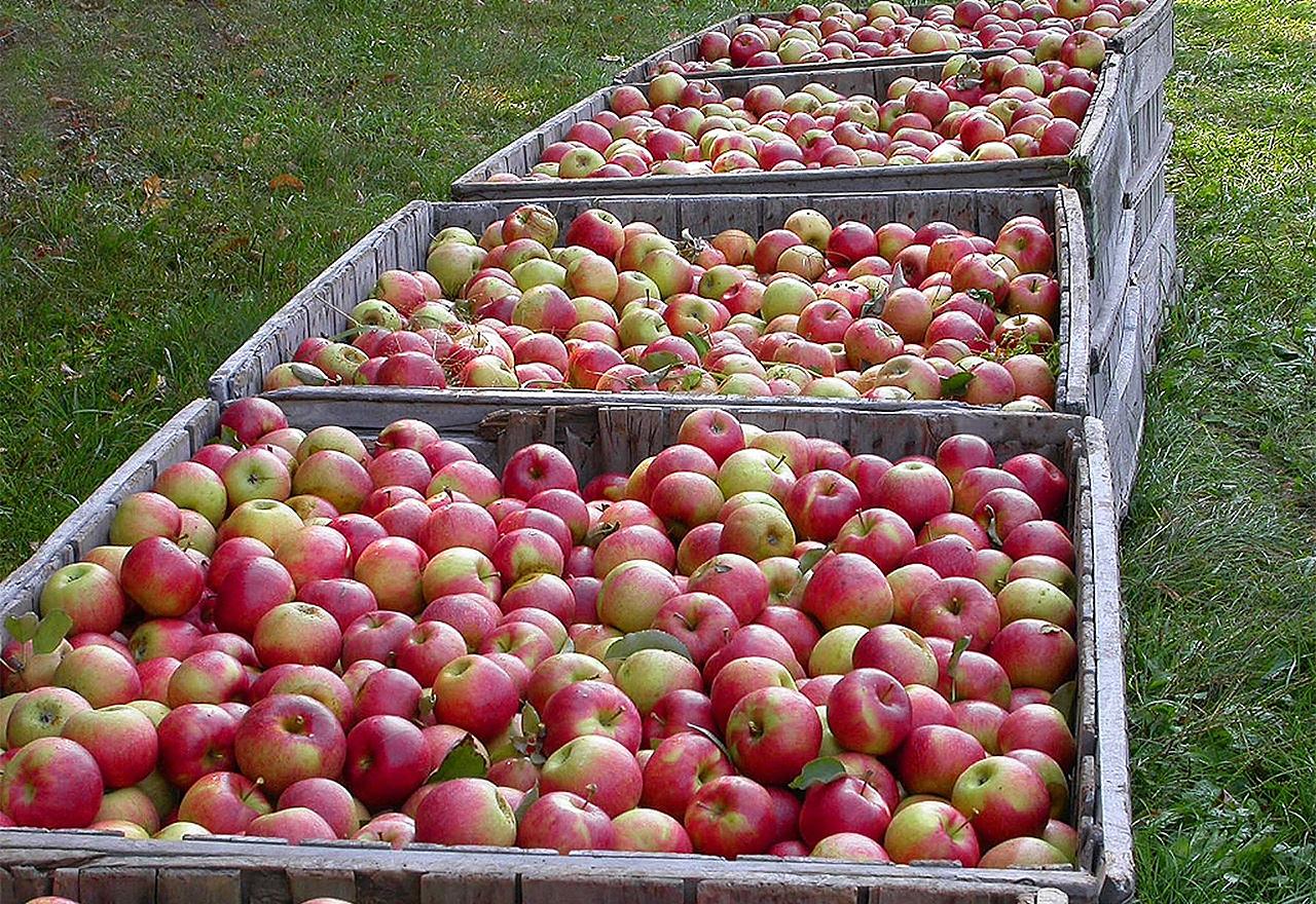 Купить яблоки от производителя. Ареал яблони Джонаголд. Сад-гигант яблоки Джонаголд. Продажа яблок. Фермер с яблоками.