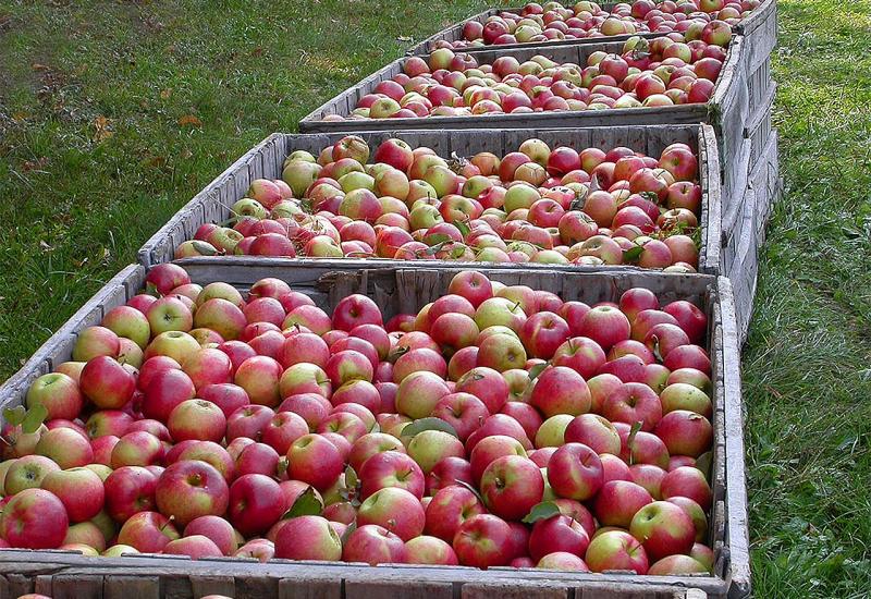 Šarović: Smanjiti mogućnosti prevara i zloupotreba kod izvoza jabuka u Rusiju
