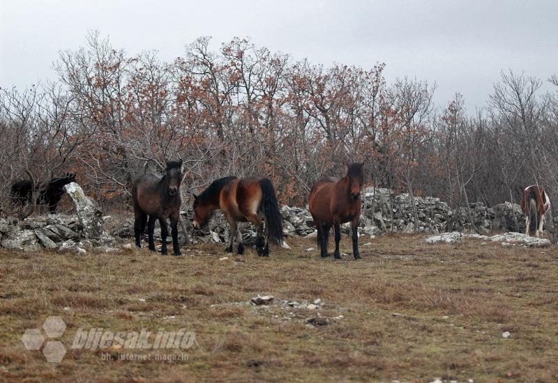 Mještani Goranaca: Konji nam uništavaju usjeve