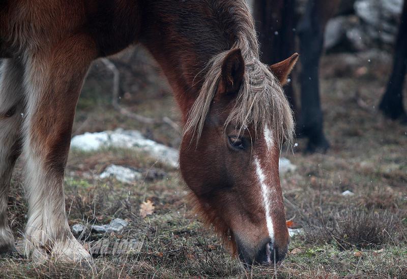 Fotoreportaža s Bila: Slobodni konji godinama prkose surovosti prirode