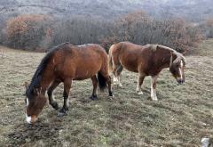 Fotoreportaža s Bila: Slobodni konji godinama prkose surovosti prirode