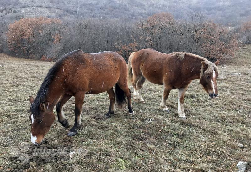 U Hercegovini ubijena dva konja