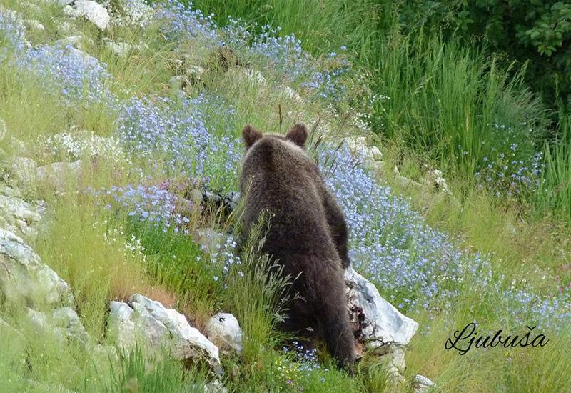 Tomislavgrad: Medvjed se probudio iz zimskog sna