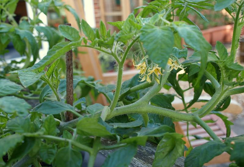Hercegovački poljoprivrednici dobit će rasad paprike i rajčice