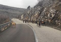 Koze blokirale cestu Mostar - Čitluk
