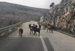 Koze blokirale cestu Mostar - Čitluk