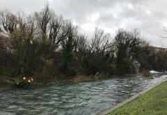 Široki Brijeg: Ispilana stabla završila u rijeci Lištici
