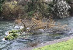 Široki Brijeg: Ispilana stabla završila u rijeci Lištici