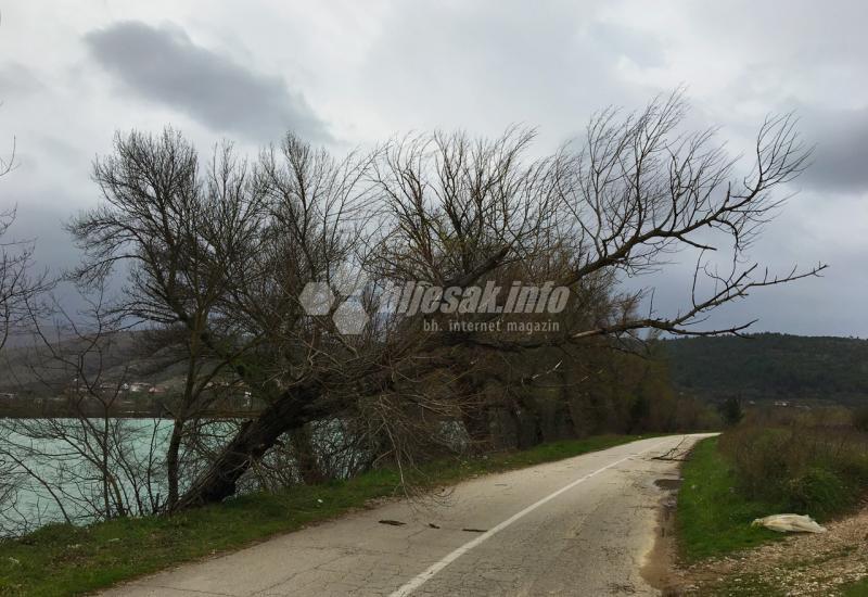 Čapljina: Vjetar čupao stabla i obarao ih po prometnicama
