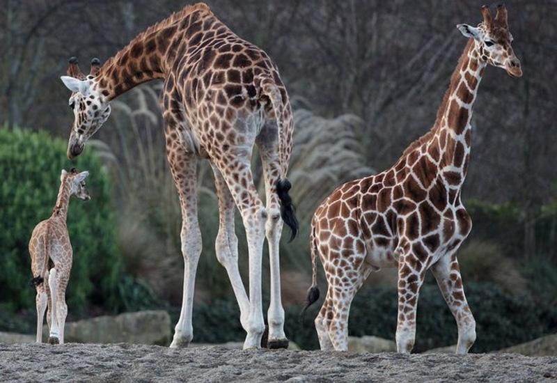 Žirafa rodila mladunče od oko dva metra
