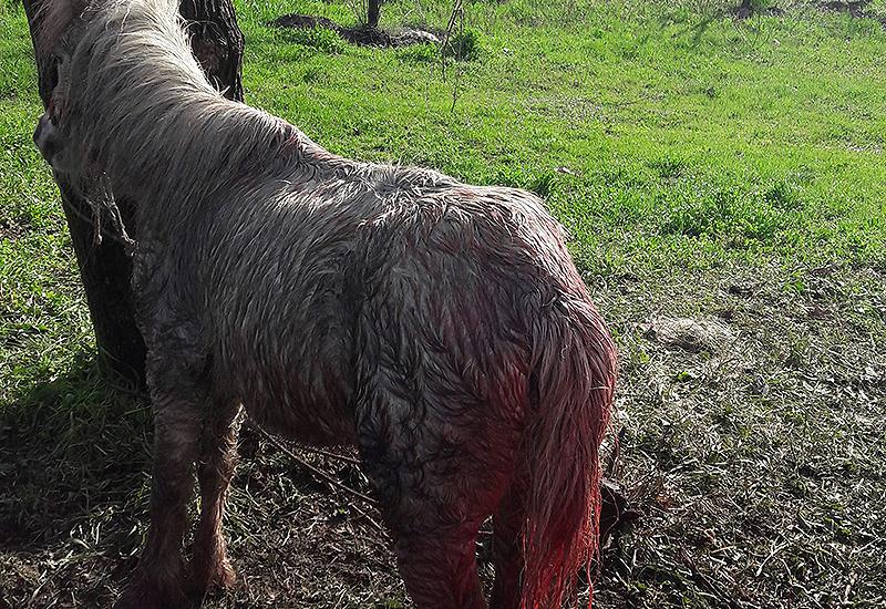 Ozlijeđeni konj - Čapljina: Psi napali konja, šteta ogromna