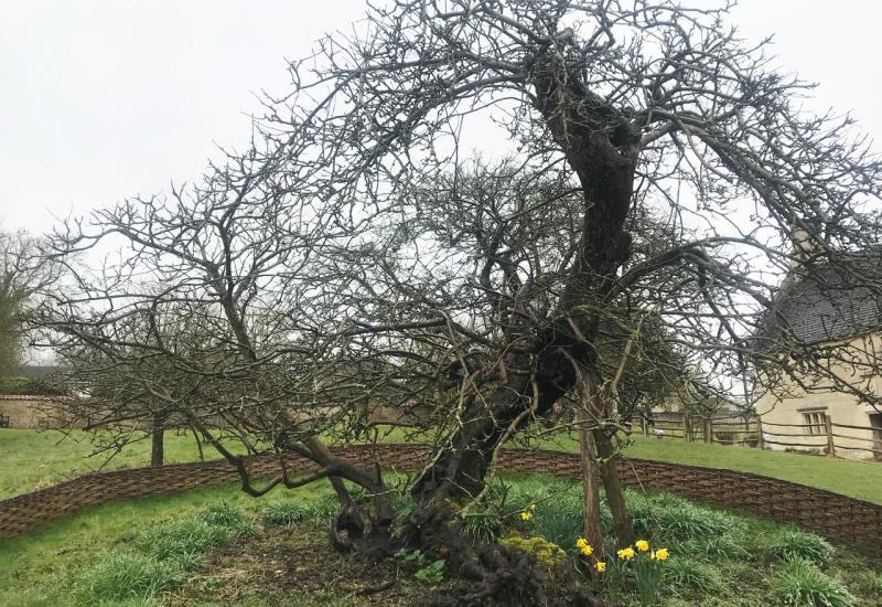 Newtonovo stablo jabuke četiri stoljeća prkosi vremenu