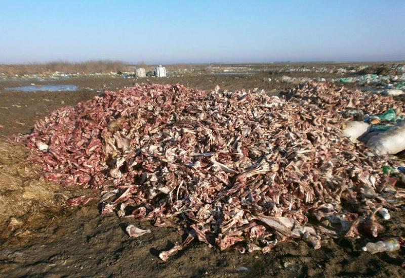VTK BiH - Uspostaviti sustav za zbrinjavanje animalnog otpada