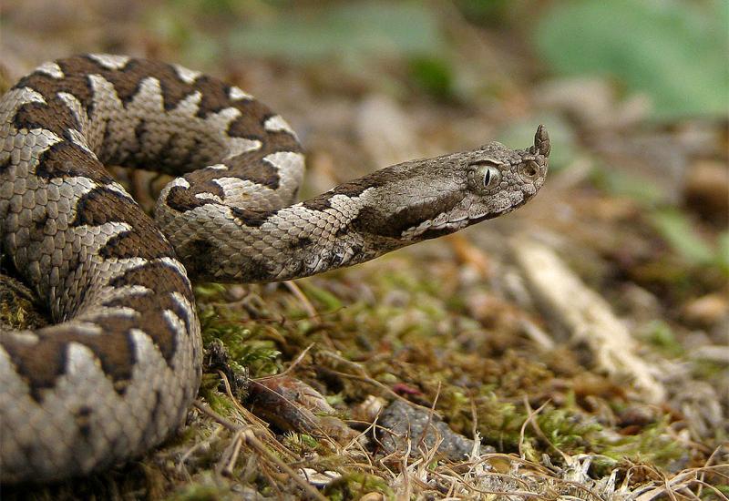 Zbog visokih temperatura otrovne zmije i krpelji vrebaju iz prirode