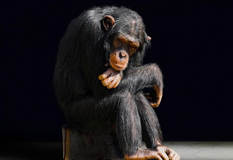 U šumi pronađeno 15 leševa majmuna