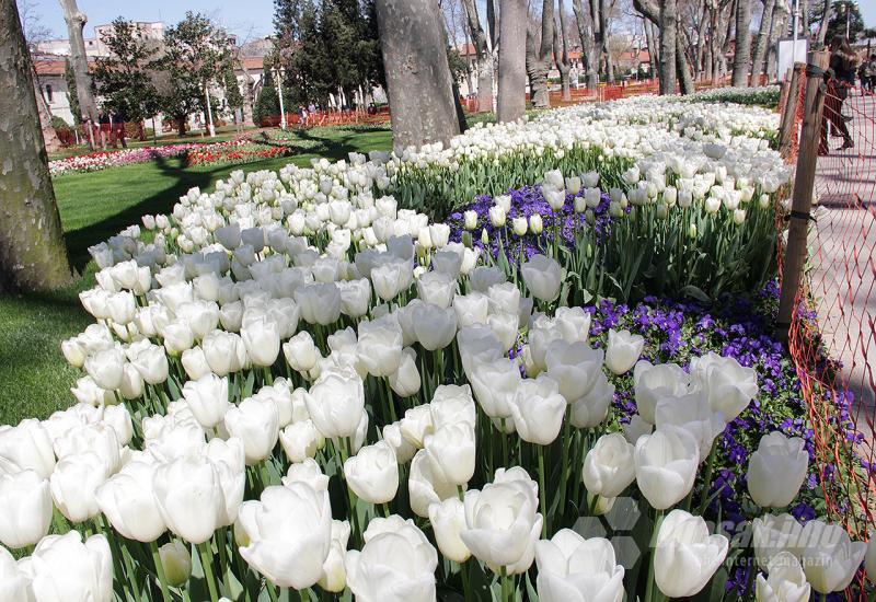 Tulipani - lale u Istanbulu - Bljesak.info u Istanbulu sa predstavnicima kulturnih institucija Mostara