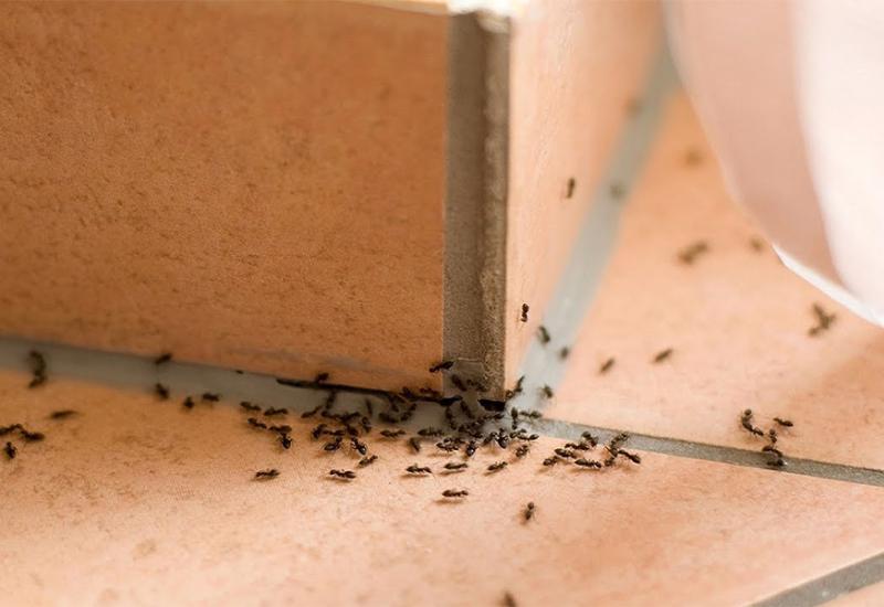 Jednostavnim koracima riješite se mrava