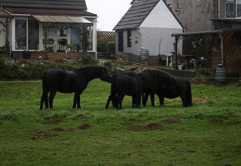 Bosanski brdski konj u Nizozemskoj
