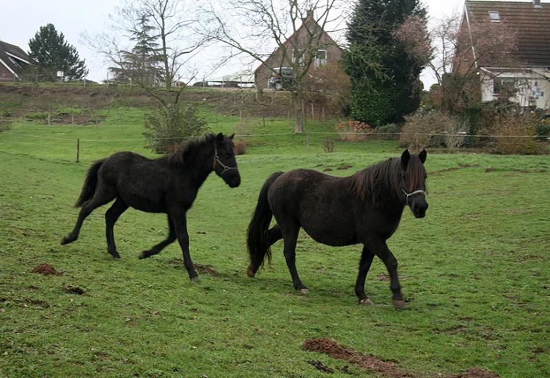  - Bosanski brdski konj u Nizozemskoj
