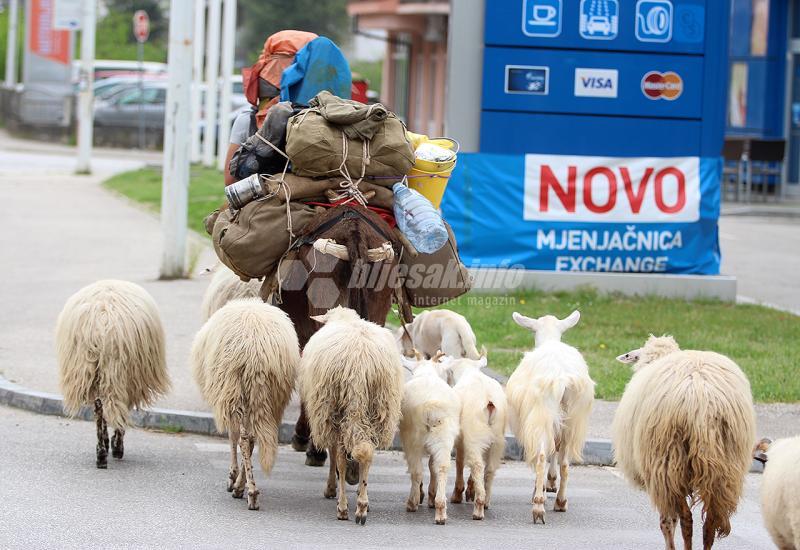 Hodočasnik u Hercegovini: Iz Italije s ovcama i magarcem ide za Siriju