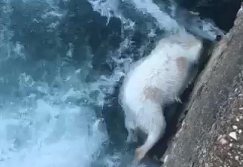 Koza u rijeci - VIDEO | Mrtva koza u rijeci Neretvi