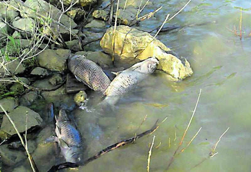 Pomor ribe na Mostarskom blatu: Smrad se širi danima, uzrok nepoznat