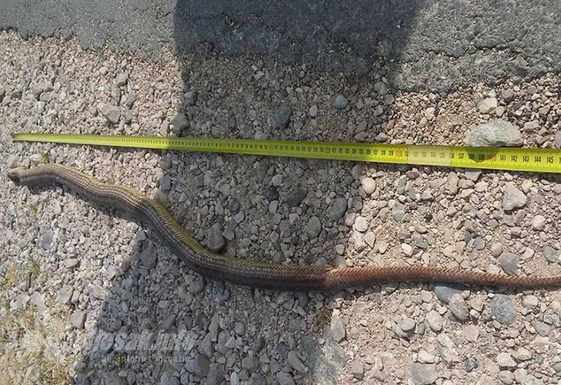 Mrcina: U Čitluku ubijena zmija duga 160 cm