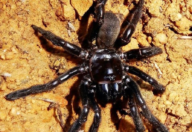 Najstariji pauk u Australiji uginuo od uboda ose