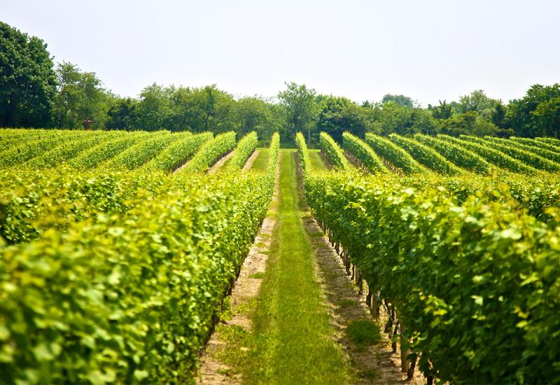 HNŽ: Preporuke za zaštitu vinove loze
