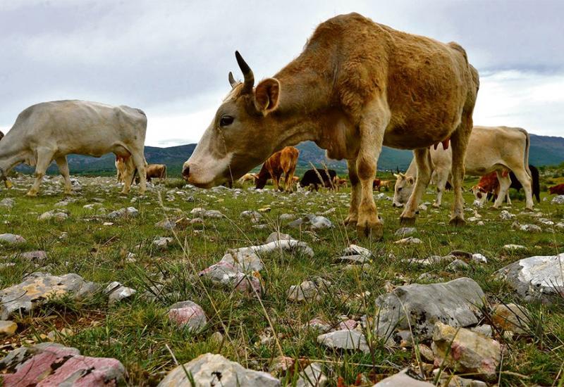  - Animalna proizvodnja u ŽZH: Vlada najviše potiče uzgoj muznih krava