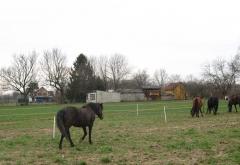 Obitelj koja želi sačuvati bosanskog brdskog konja u Posavini