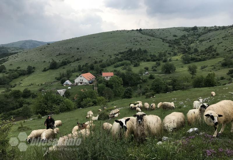 Tomislavgrad: Od udara groma stradalo po pet ovaca i janjaca