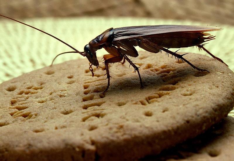 Mlijeko od žohara znanstvenici smatraju superhranom