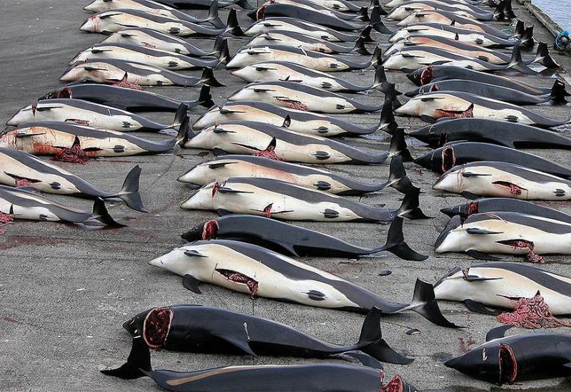Unatoč zabrani: Japan će nastaviti ubijati kitove do posljednjega