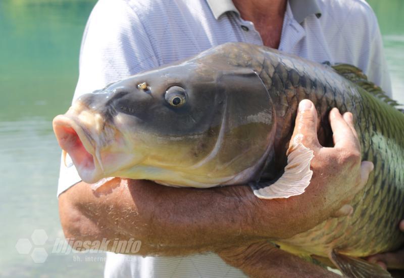 VIDEO | U Ramskom jezeru uhvaćen šaran kapitalac od 28,4 kg