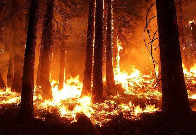 U Konjicu izgorjela borova šuma
