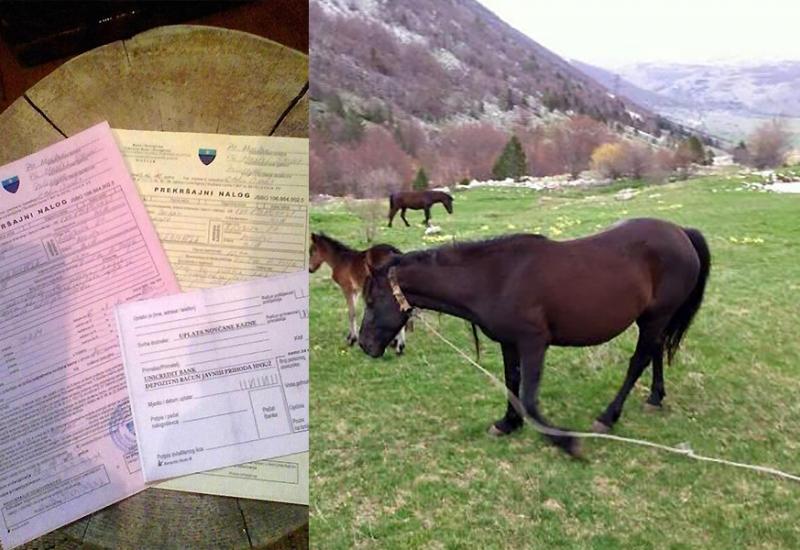 Apsurd (bez)zakona: Kažnjen zbog konja na Rujištu