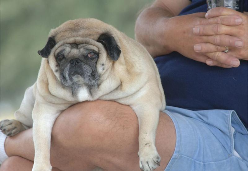 Debeli psi isti kao i debeli ljudi