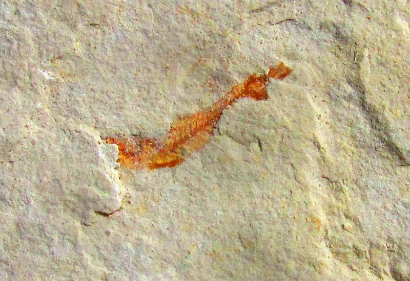 Fosili riba iz doba dinosaura kriju se na sjeveru neumskog zaleđa