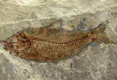 Fosili riba iz doba dinosaura kriju se na sjeveru neumskog zaleđa